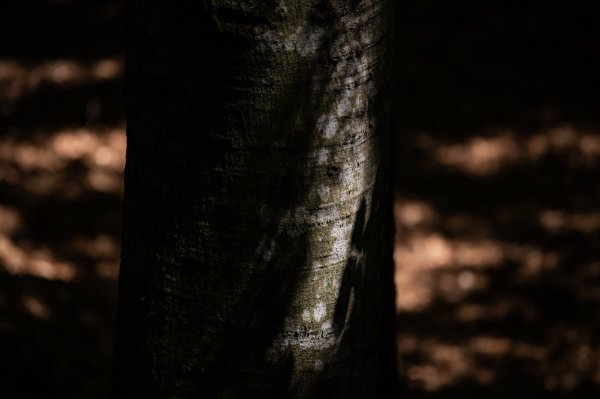 A closeup of a beech tree.