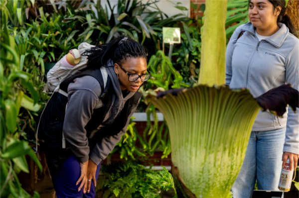 One person leans over to inspect the GVSU corpse flower while another person looks on.
