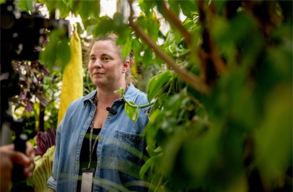 A person looks off to the side while standing amid plants in a greenhouse. The GVSU corpse flower is in the background.