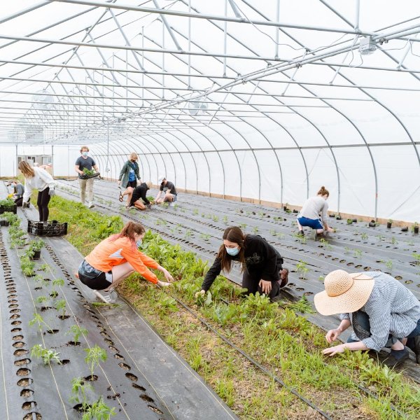 Volunteers plant crops inside of the New City Neighbors high tunnel greenhouse