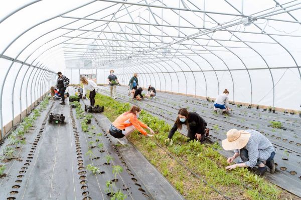 Volunteers plant crops inside of the New City Neighbors high tunnel greenhouse.