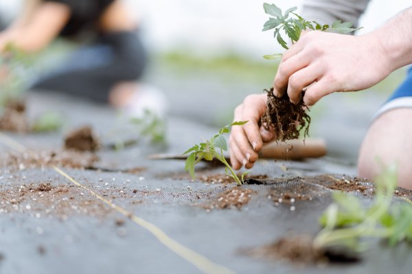 A close of of hands planting crops inside of the New City Neighbors high tunnel greenhouse