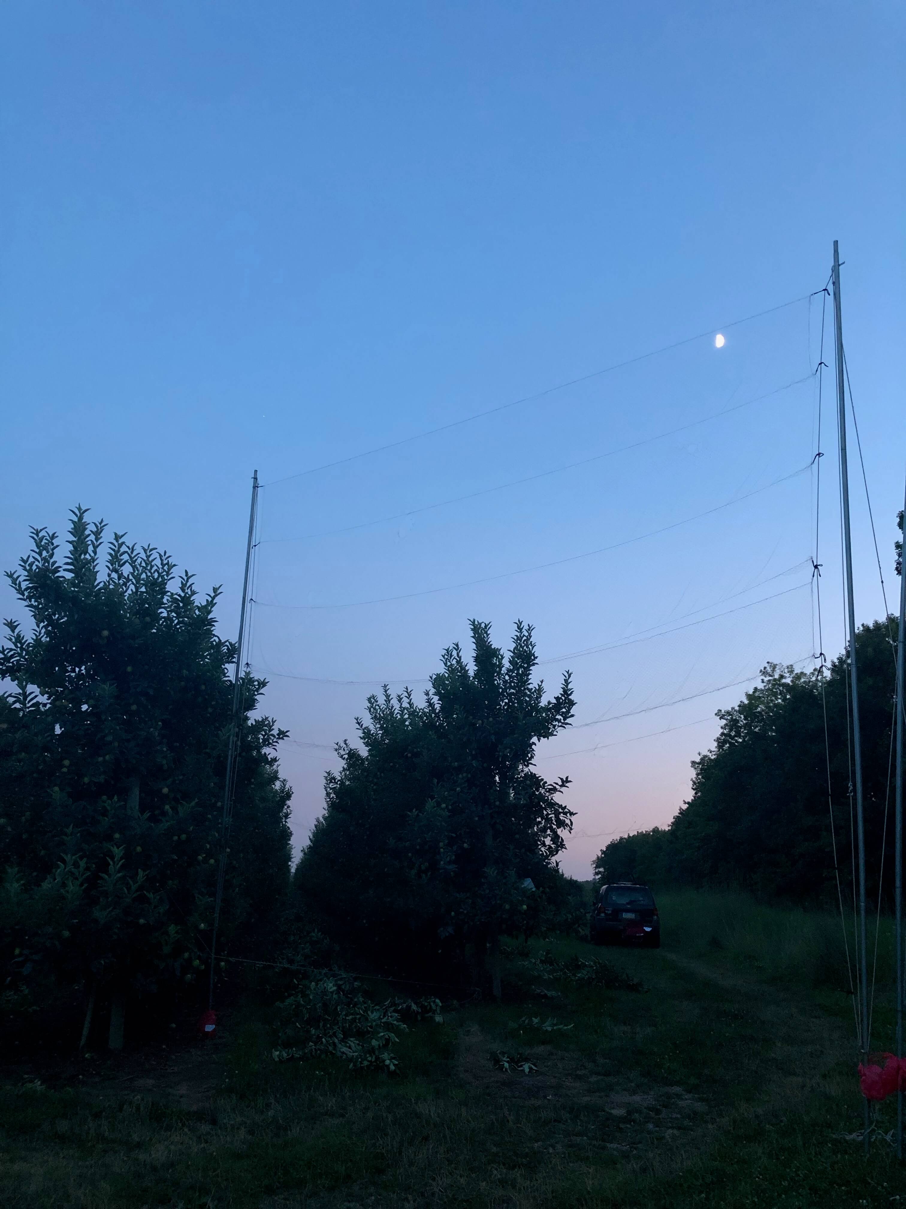 The fine mesh netting is set up in an orchard for catching bats for research.
