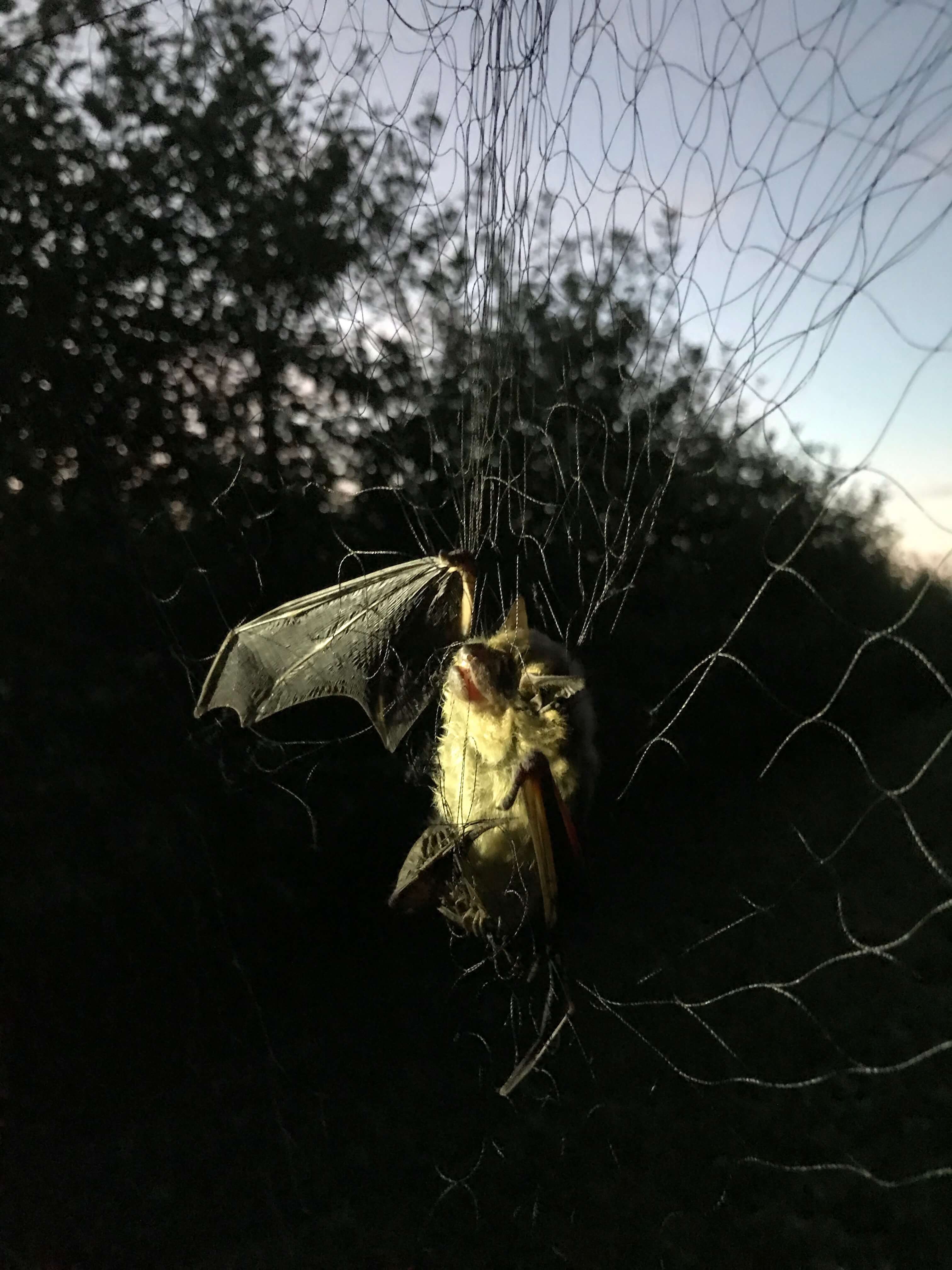 A captured bat is placed in a specialized bag and released after one hour per approved research protocols.