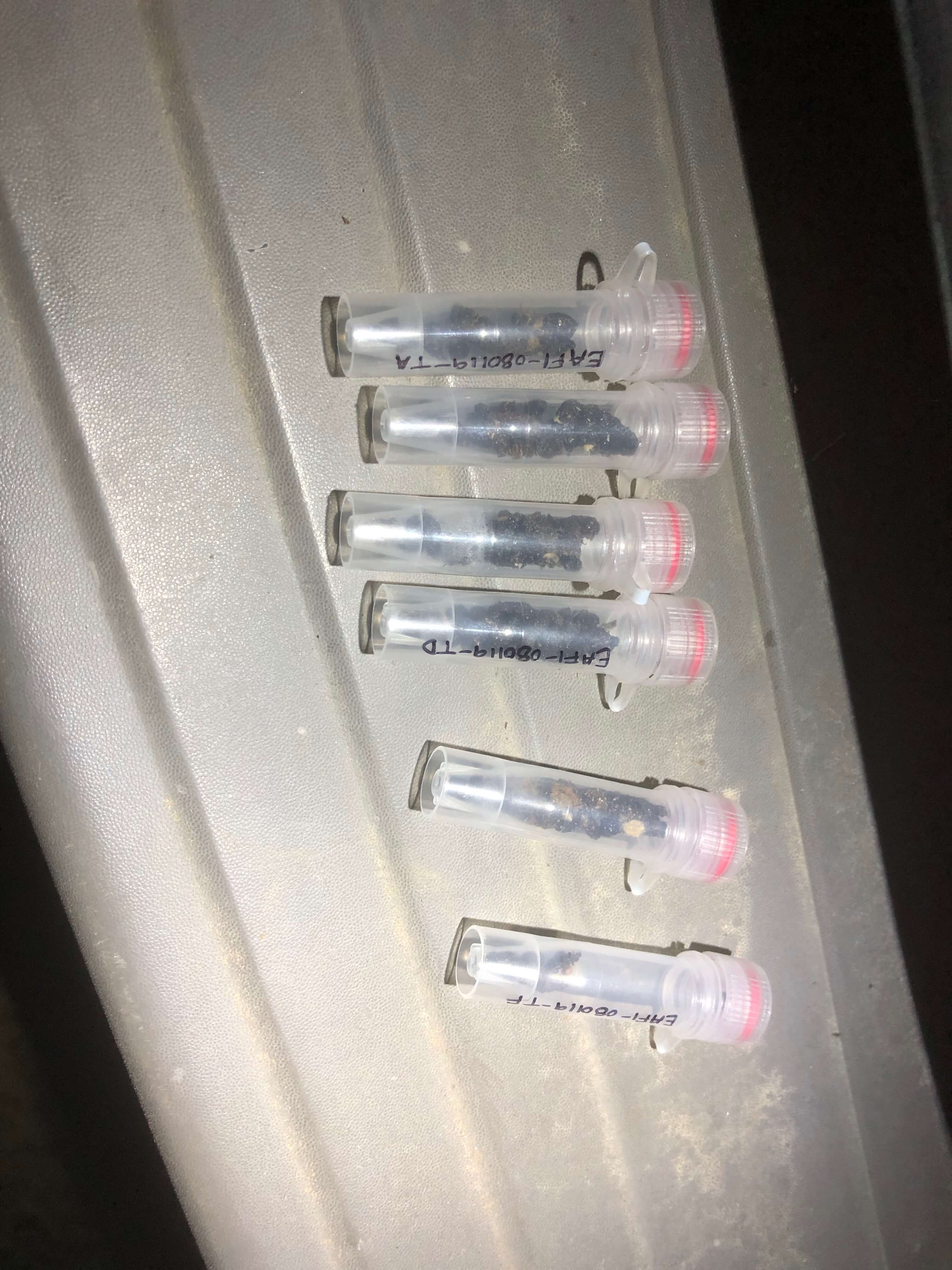 Samples of waste from bats placed in specialized bags and released after one hour.