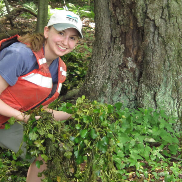 Angela Chaffee, '04, removing invasive species along the Connecticut River.