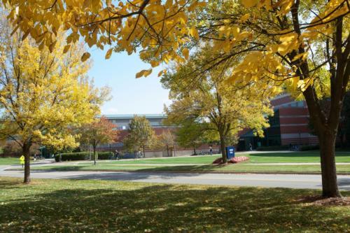 Trees along Campus Drive and near the Student Services Building will be replaced over the next several years.
