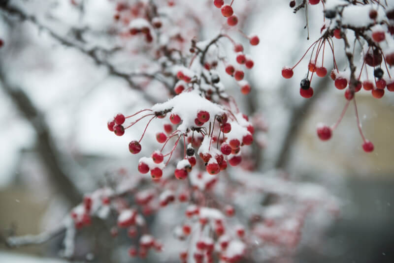Picture of winter scene