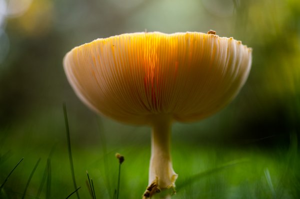 A close up of a mushroom surrounded by grass.