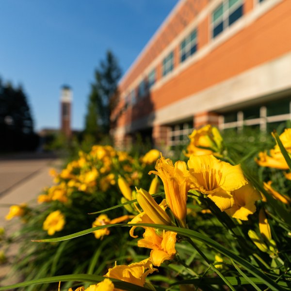 yellow daffodils highlighted in front of a building, with carillon tower in background