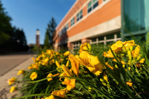 yellow daffodils highlighted in front of a building, with carillon tower in background