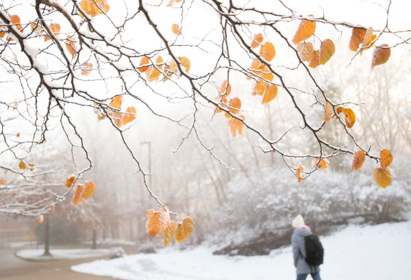 Yellow leaves cling to tree branches while a student walks by through fog.