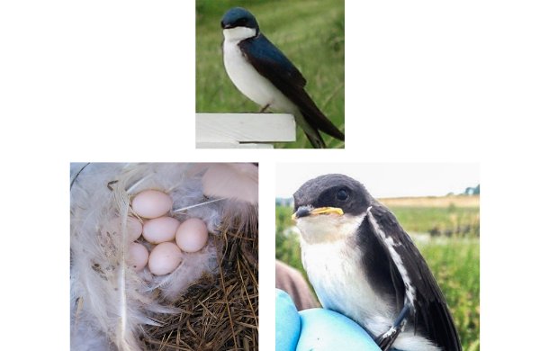 Tree swallow adult, eggs and fledgling