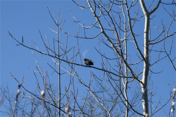 Framed against a waning crescent moon, the red-winged blackbird sits on a tree branch at Waterfront Park.