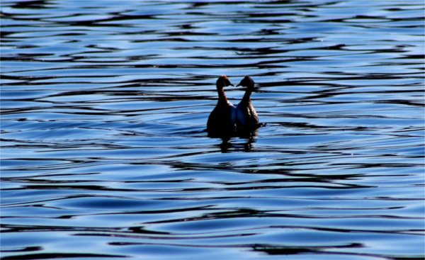 Two Horned Grebes perform a courtship dance, appearing to rise vertically out of the water while performing synchronized movements.