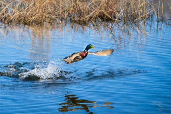 A male mallard takes flight out of Reeds Lake at Waterfront Park April 11.