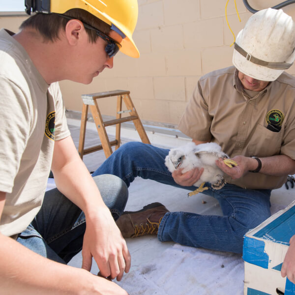 The Michigan DNR team preparing to band one of the two peregrine falcon chicks.