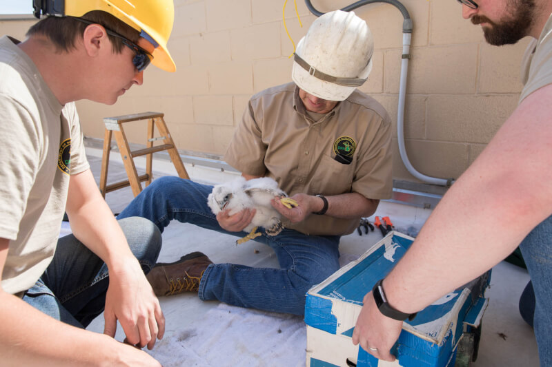 The Michigan DNR team preparing to band one of the two peregrine falcon chicks.