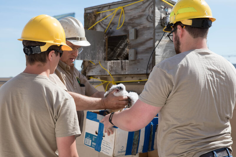 The Michigan DNR team carefully removing the chicks to place them in a temporary holding box in order to evaluate their health, determine gender and band them.