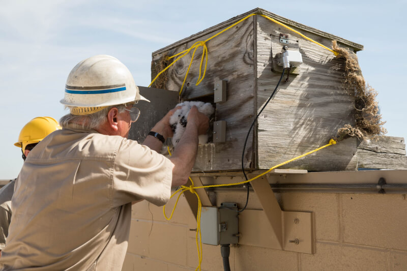 The Michigan DNR team carefully placing the chicks back in the nesting box through a back door that was installed in 2017 to ensure the safety of chicks during the banding process.