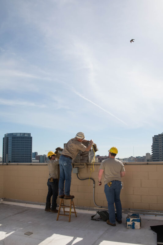 The mother peregrine falcon dutifully watches over the banding process.