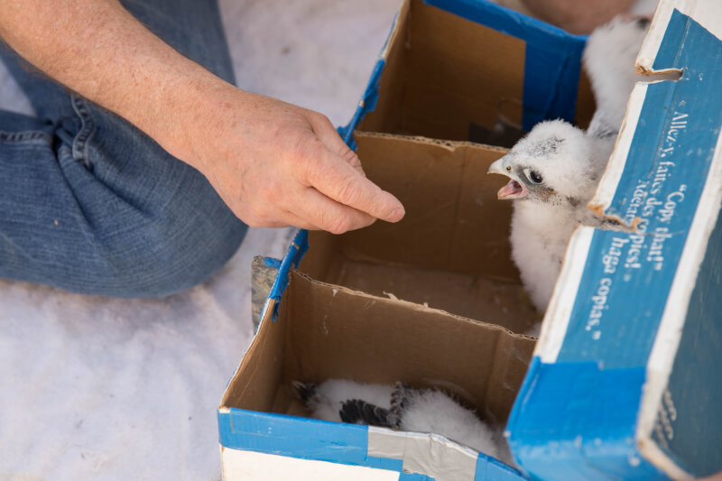 While in the temporary holding box, the Michigan DNR team evaluates the health of the chicks, determines their gender and bands them.