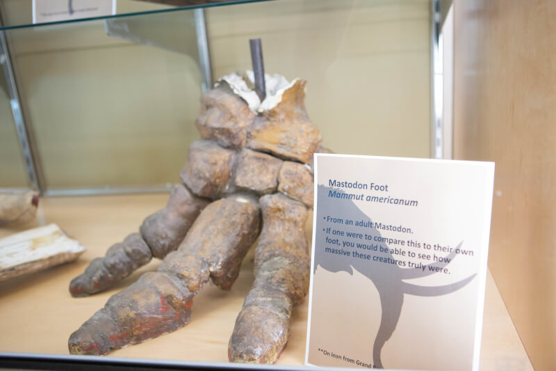 The Department of Geology has acquired mammoth and mastodon pieces on loan from the Grand Rapids Public Museum.