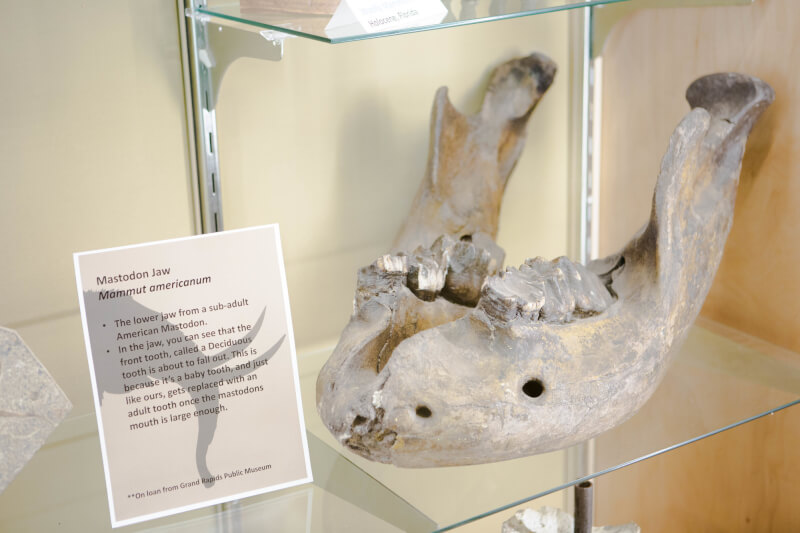 The Department of Geology has acquired mammoth and mastodon pieces on loan from the Grand Rapids Public Museum.