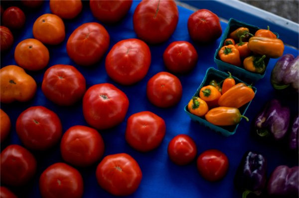 Red tomatoes and orange and purple peppers laid out on display on a blue tablecloth. 