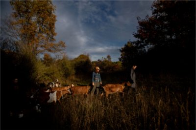 People walk with goats through a field.