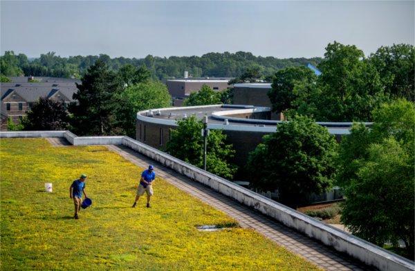 Two workers walk across a roof covered in yellow plants on Mackinac Hall. 