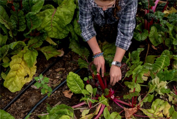 A person cuts stalks of Swiss chard out of a garden bed.