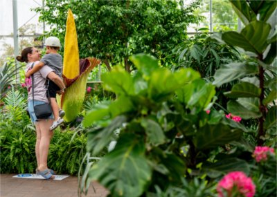 A person holding a child smiles while the child holds their nose. To the right is the corpse flower, which emits a rotting-flesh smell.