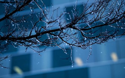 Ice clings to tree branches near a college campus building. 