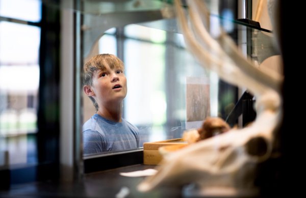 A young boy looks through a glass window at a zoology Museum.