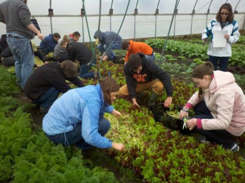 Students measure density, growth rate and harvest weight of lettuce at the Sustainable Agriculture Project during Jim Penn's course Farmers, Crops and our Challenging Agricultural World.