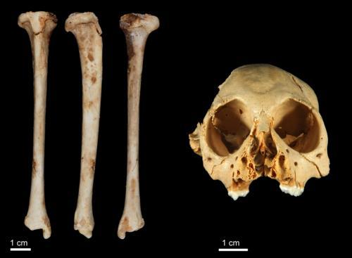 Antillothrix bernensis tibia and cranium. Photo by Siobhan Cooke.