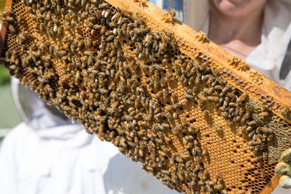 Close up of a bee hive with bees