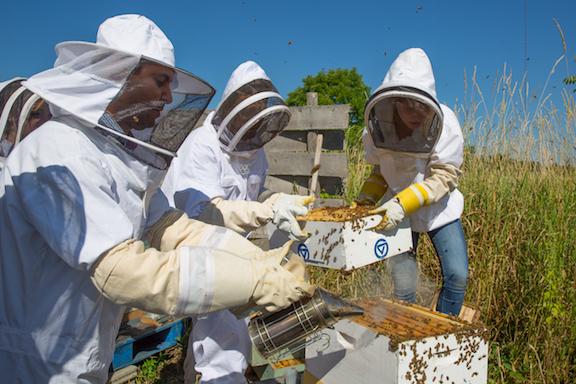 Three students working with a bee hive