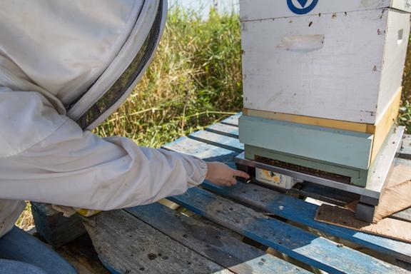 A scale located under a honeybee colony captures weight, humidity and temperature about every 15 minutes. 