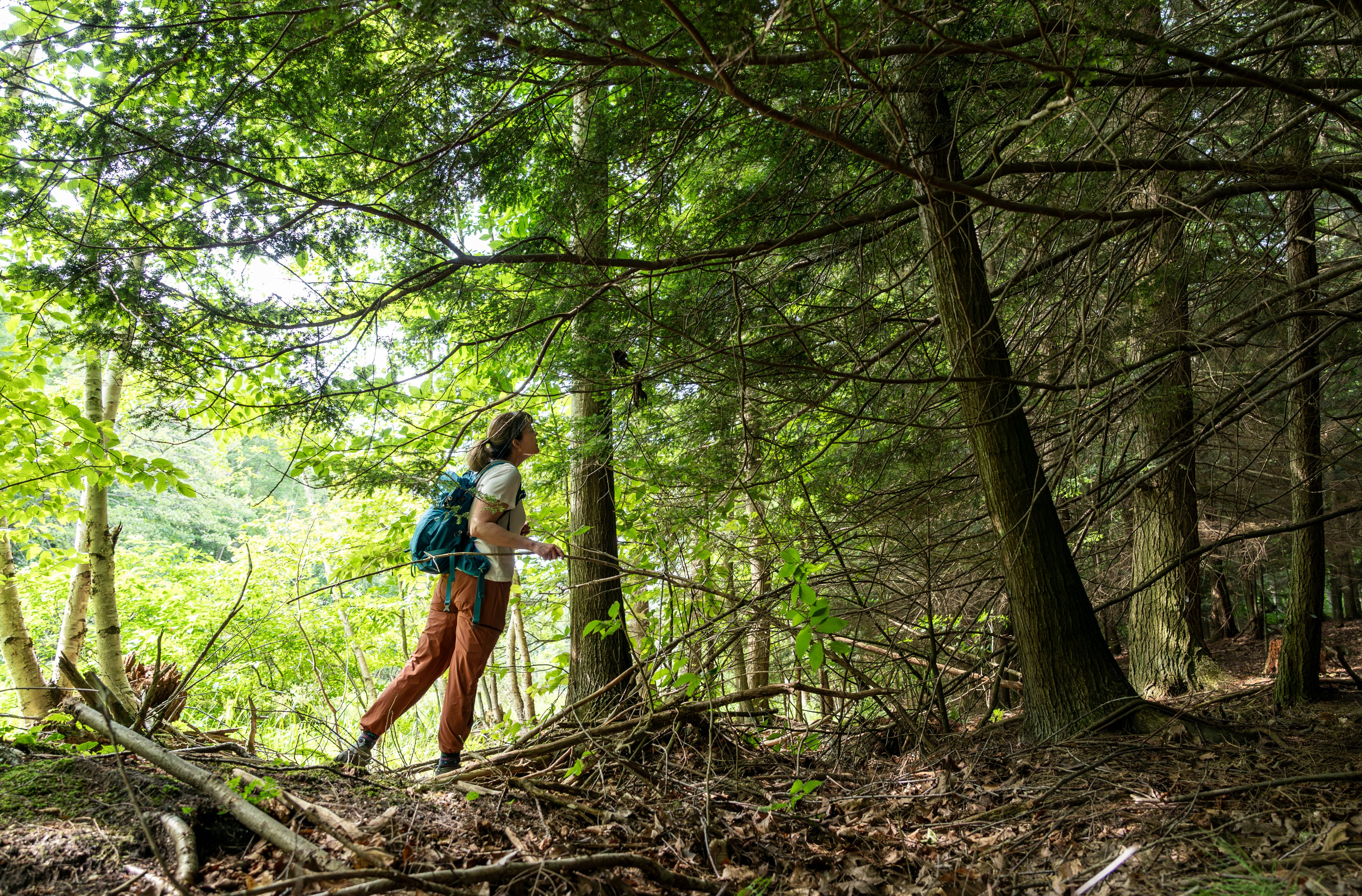 Charlyn Partridge, associate professor at GVSU’s Annis Water Resources Institute, examines a hemlock tree at a Muskegon Conservation District site in Oceana County.