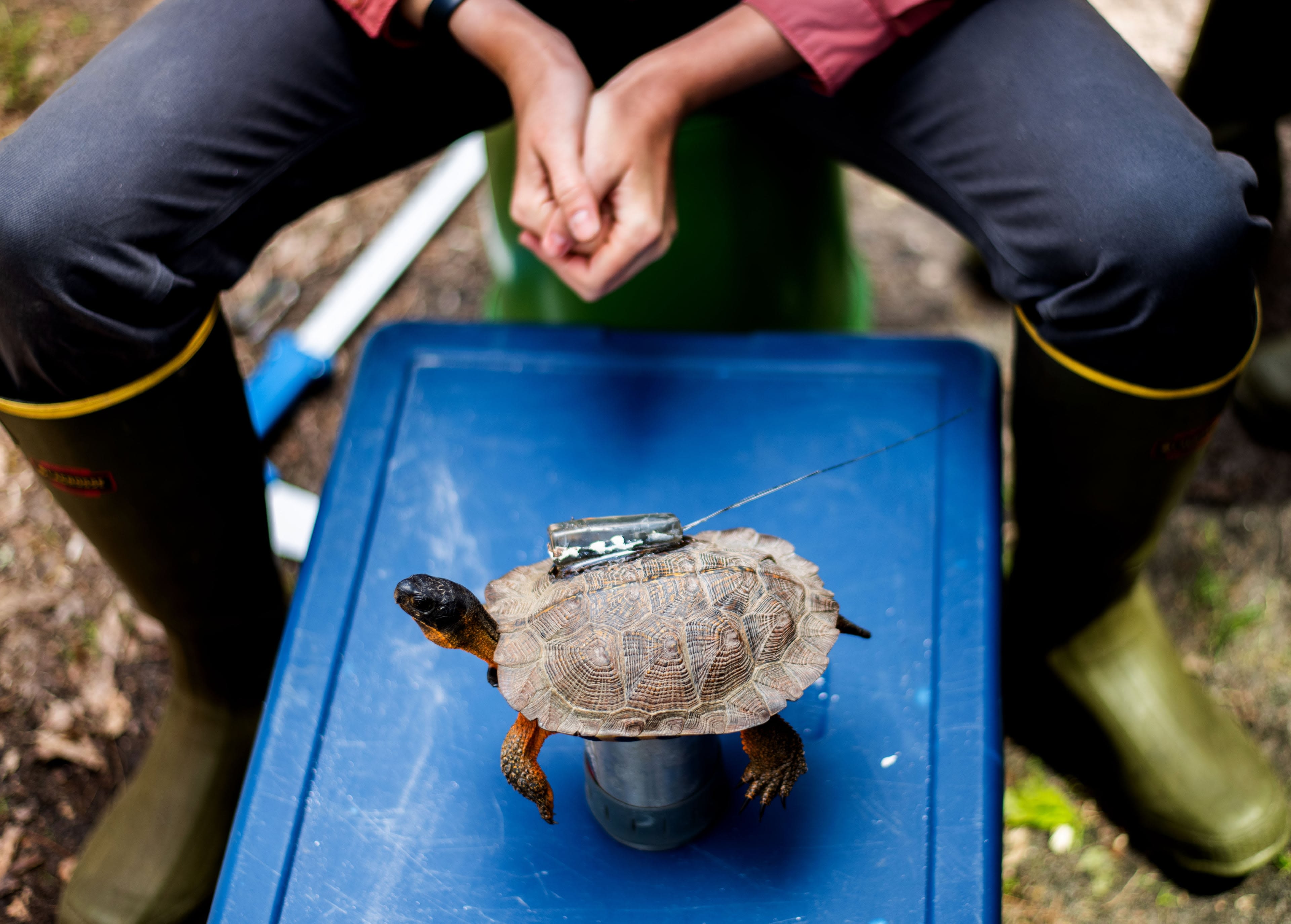 A wood turtle with a tracking device on its shell rests on a blue container, slightly elevated by a small object. A person in green boots sits in the background.