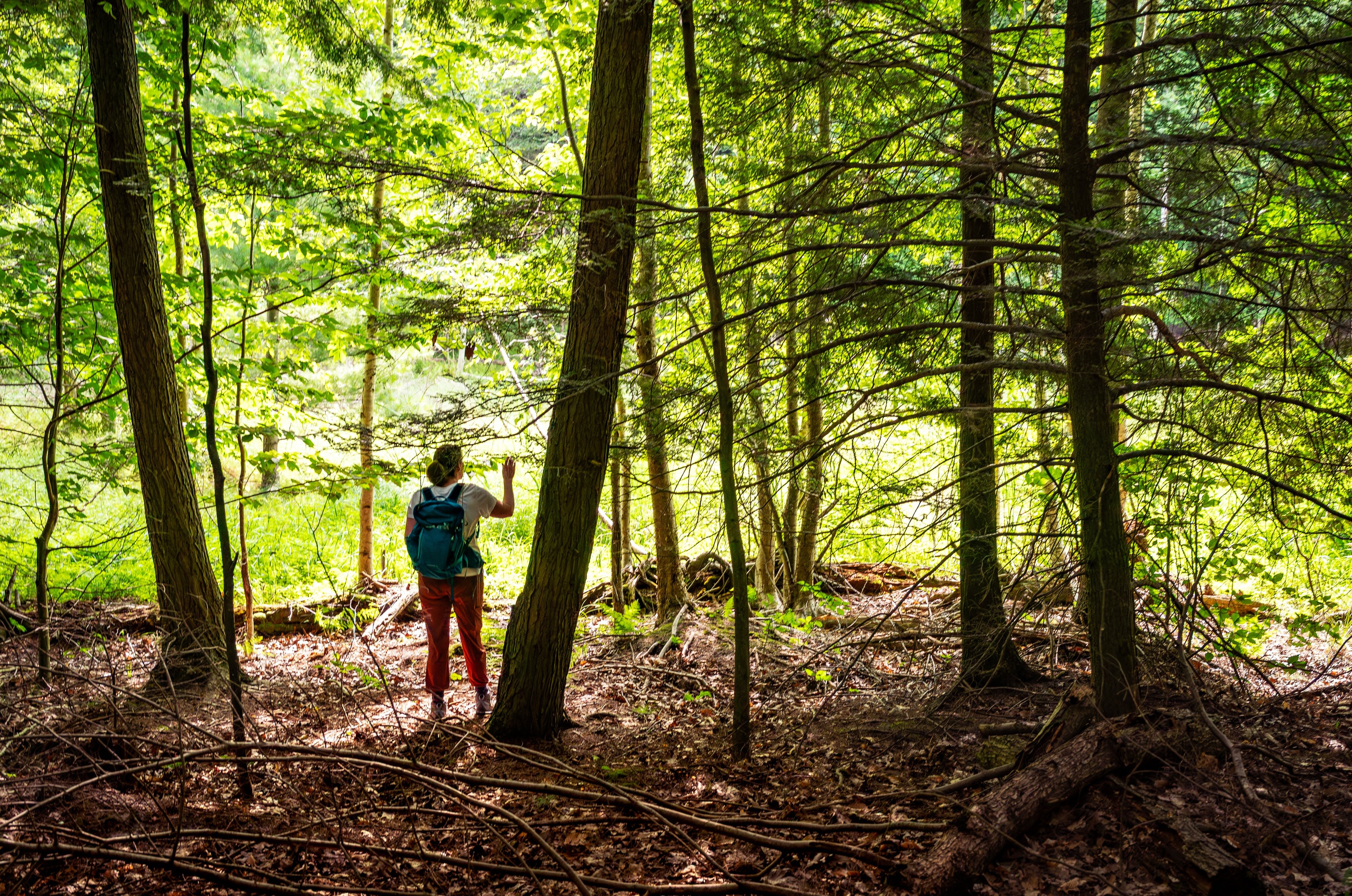 A person stands in a forest's shade, with a bright leafy background. 