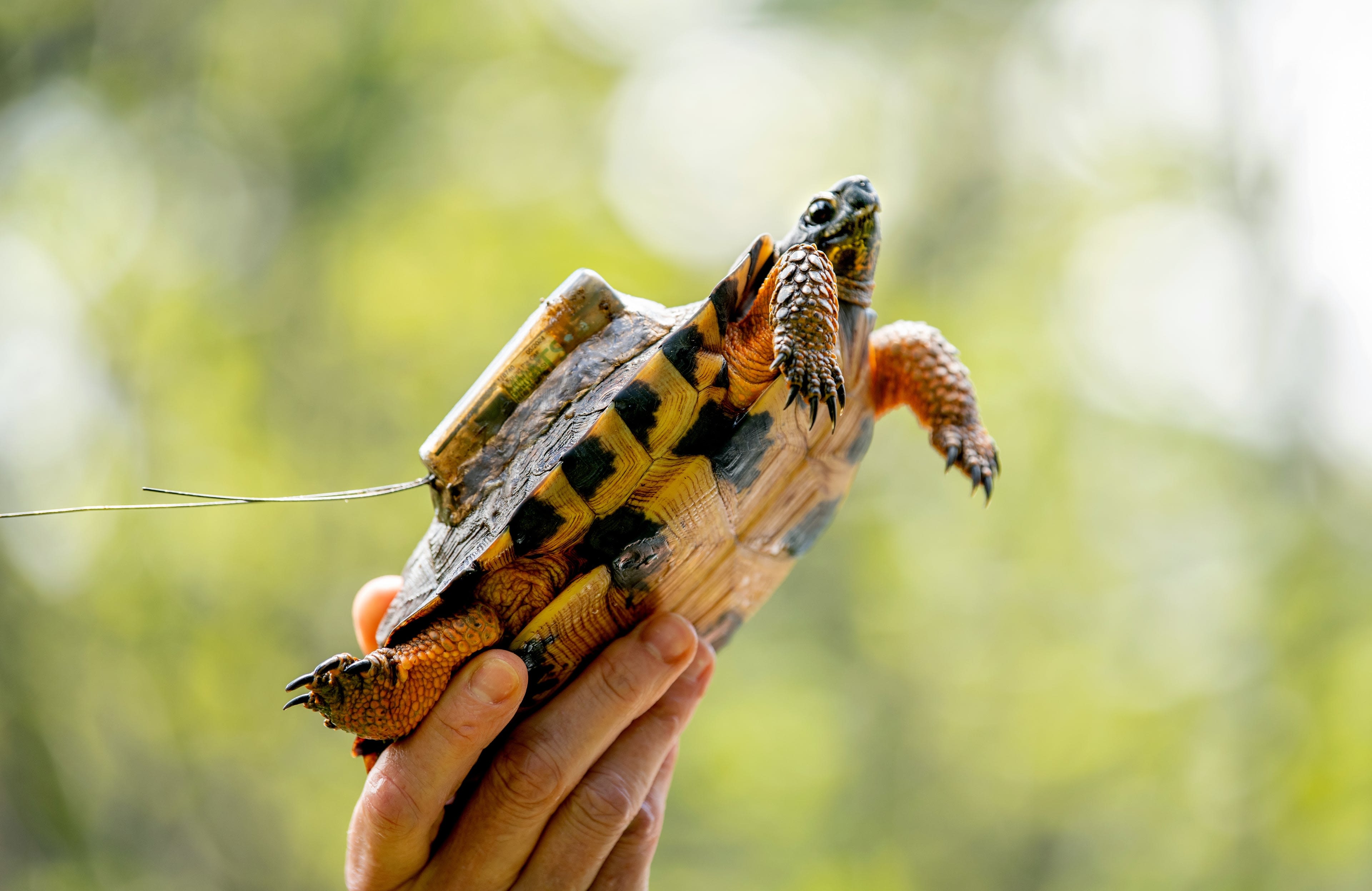 A wood turtle with a transmitter attached to it's shell is held up during a bright day.