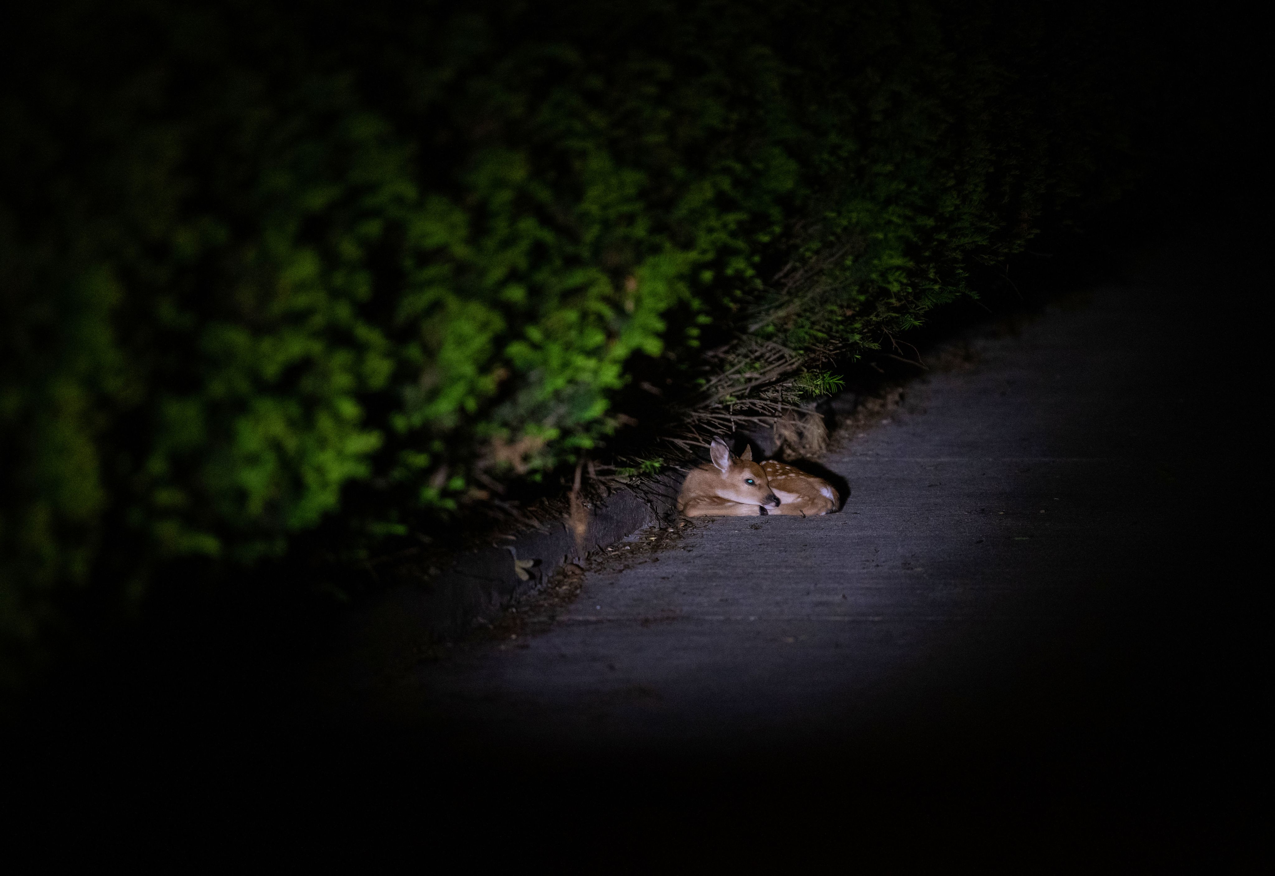 A fawn curls up on the side of the road beside a green hedge at night, illuminated by a beam of light.