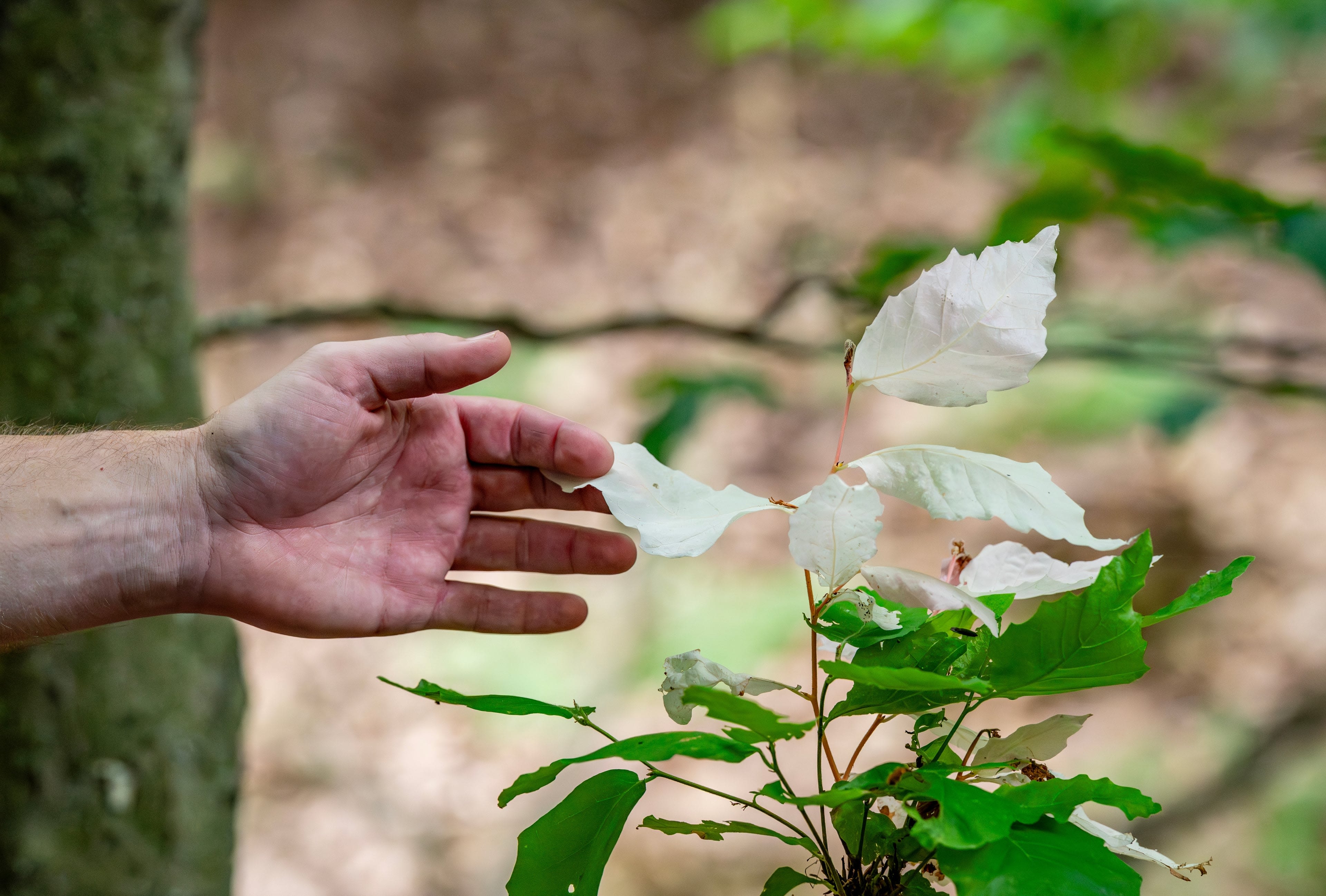 A hand reaches out to touch the leaves of a plant.