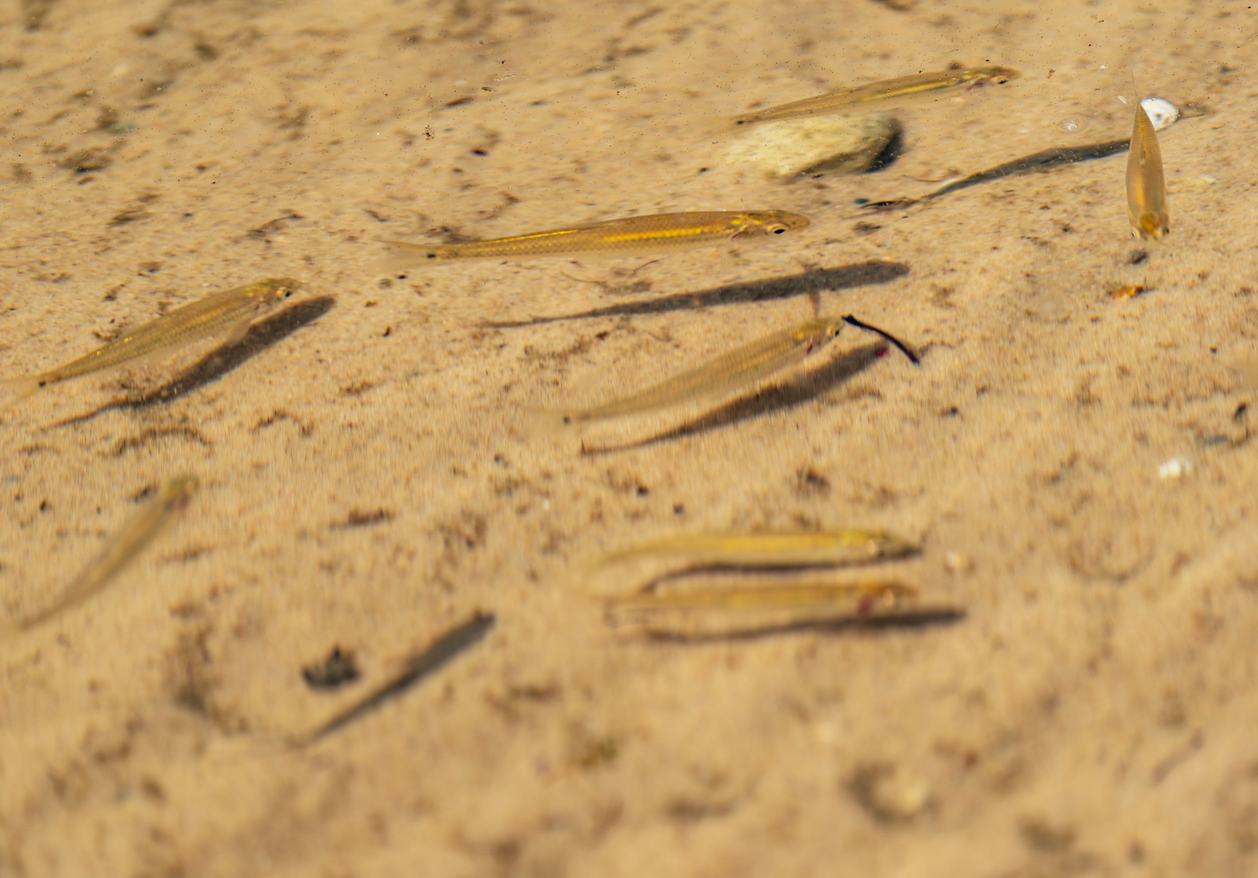 A close-up view of several minnow fish swimming above sand.