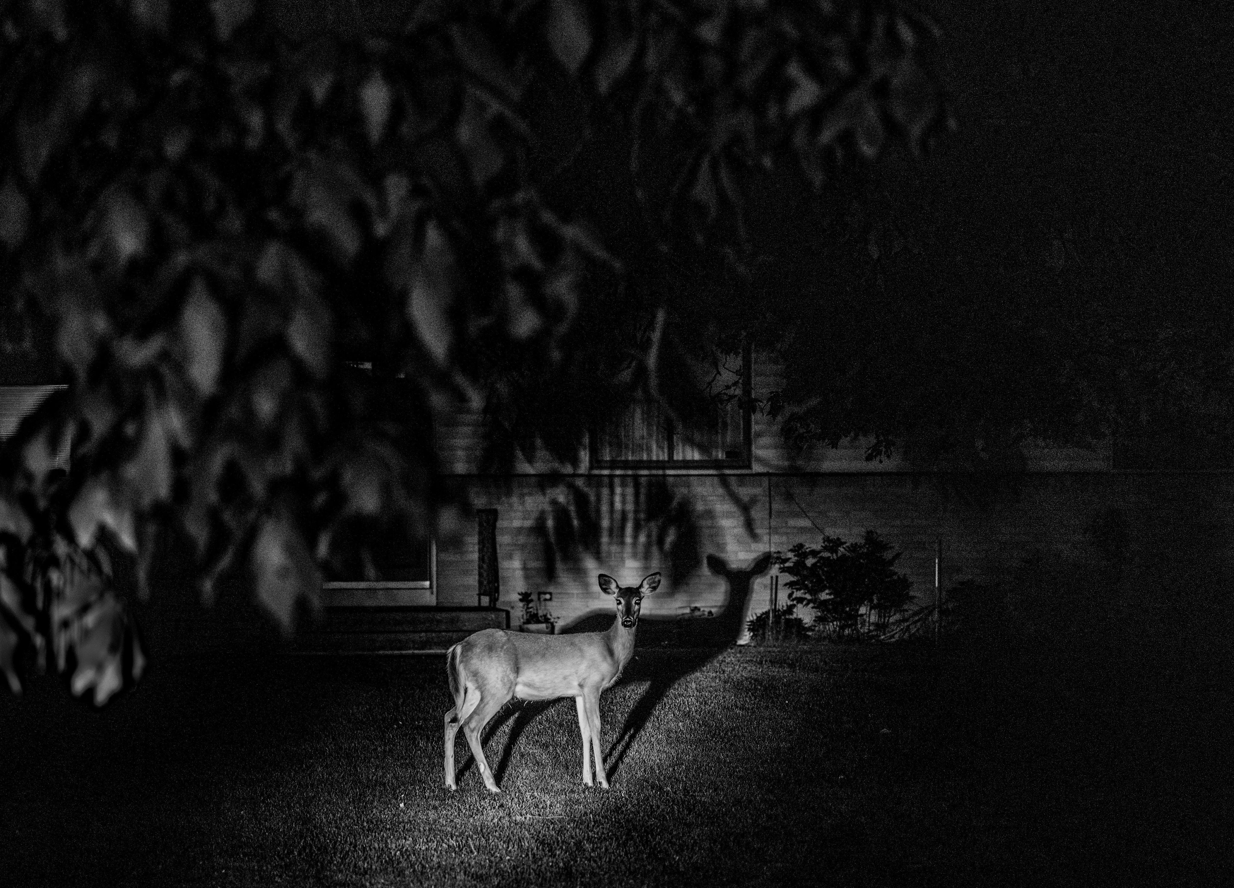 Black and white image of a deer illuminated by a beam of light while standing in a yard at night.