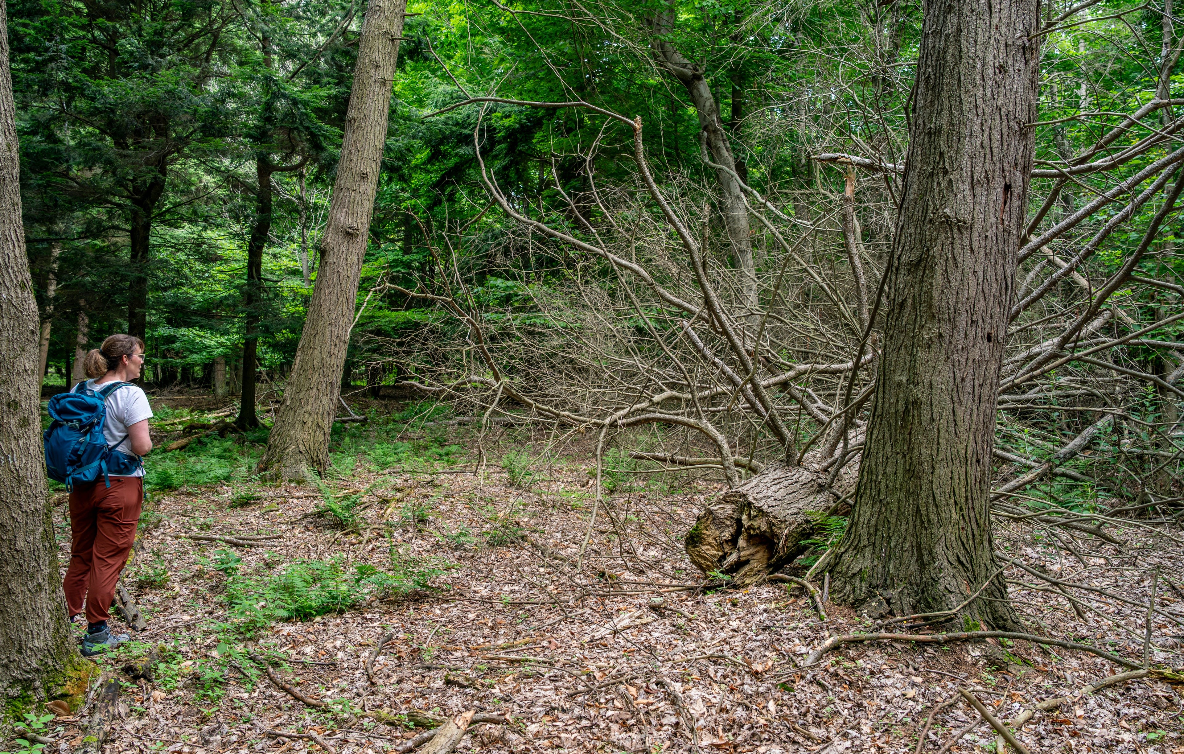 A person stands off to the side observing a dead hemlock tree.
