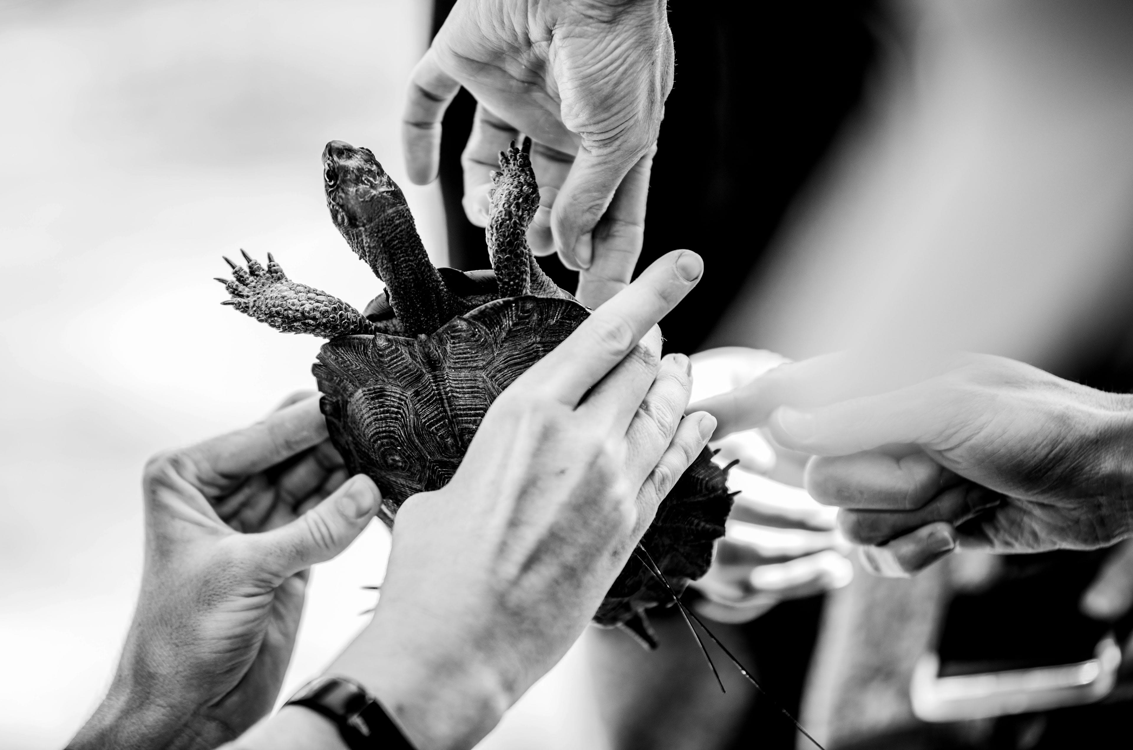 A black and white photo of multiple hands hold a wood turtle.